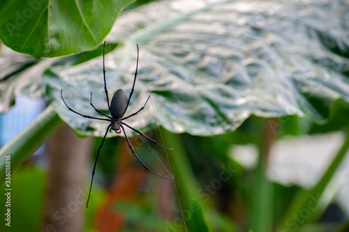Golden orb weaver spider in web with leaves behind