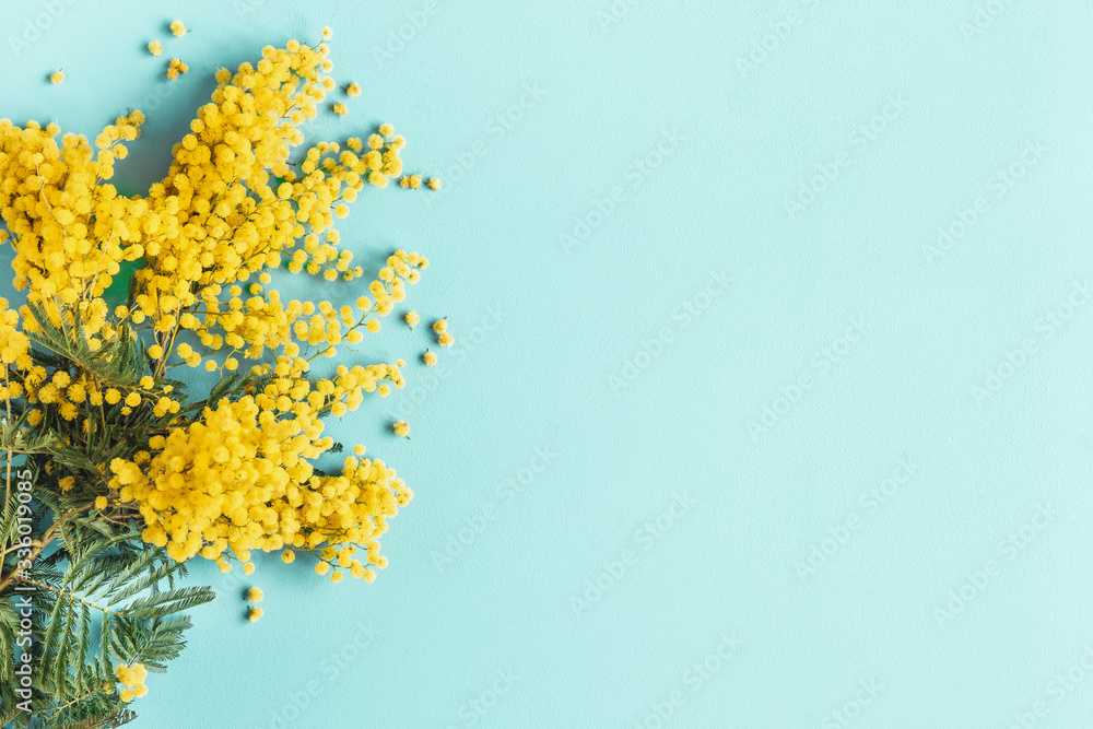 Flowers composition. Mimosa flowers on blue background. Spring concept. Flat lay, top view - obrazy, fototapety, plakaty 