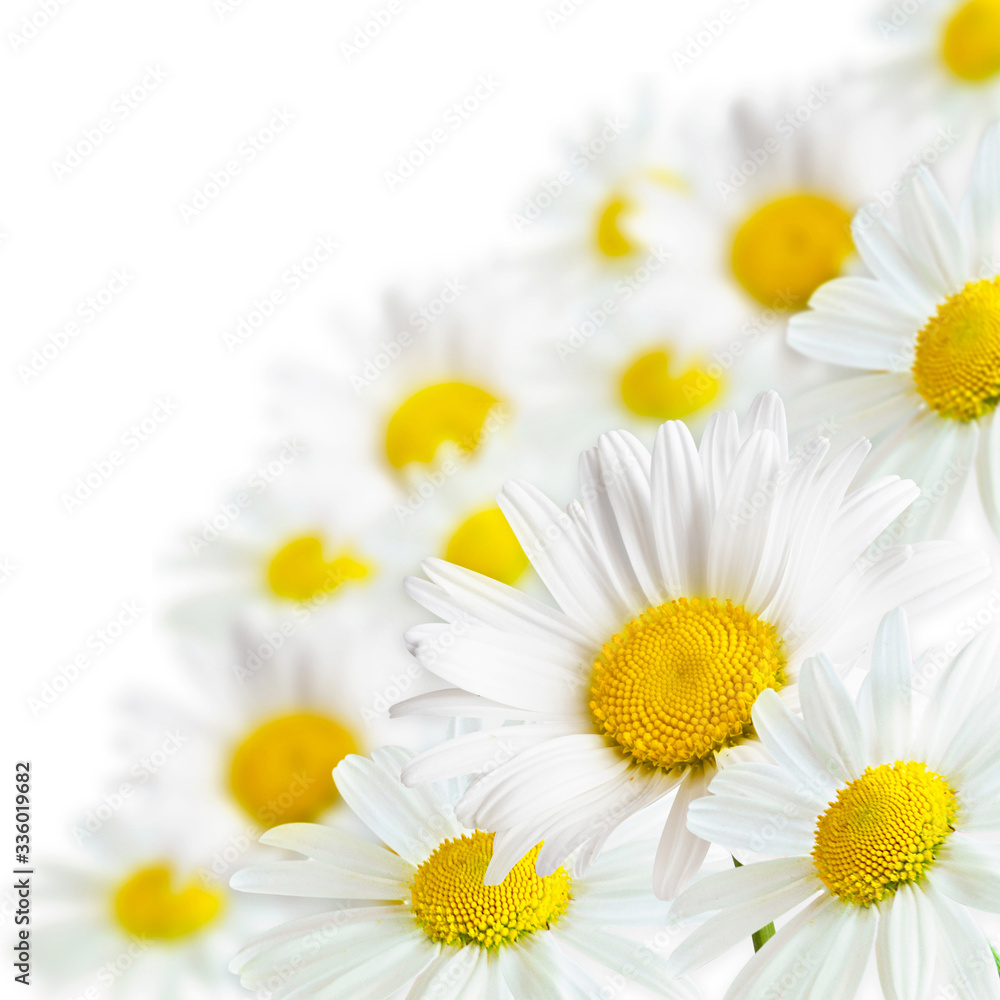 Fototapeta premium Camomile flowers on a white background with copy space