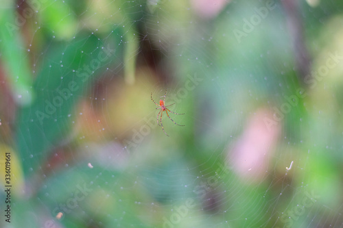 Red orange spider in web with green plants behind