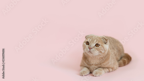 Funny cute cat. Cute little scottish fold kitten lying on pink background. Close up, sidde view, copy space. Pet shop banner, discount, advertisement photo