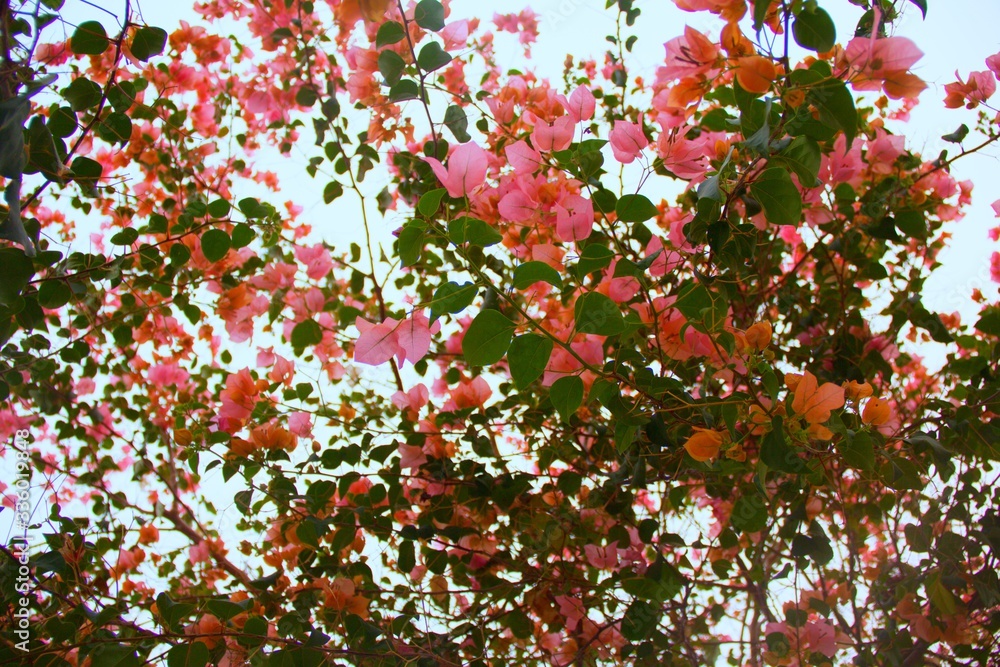 Pink flowers in the wind