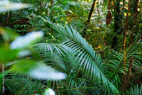 Green leafy forest in daintree rainforest, australia