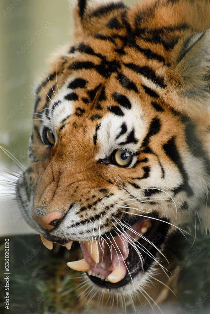Naklejka premium gros plan sur le visage d'un tigre en colère et beau