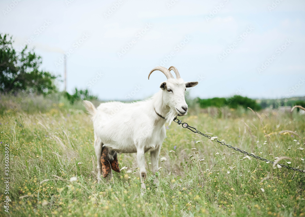 white goat graze on a flowering meadow in summer white goat graze on a flowering meadow in summer