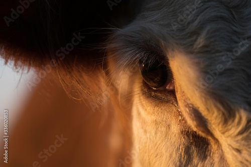 Close up Hereford cattle eye detail livestock farming animal welfare concept