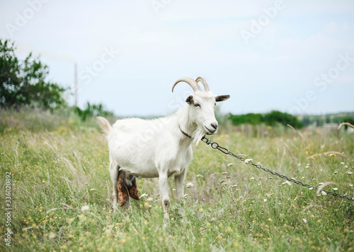white goat  graze on a flowering meadow in summer