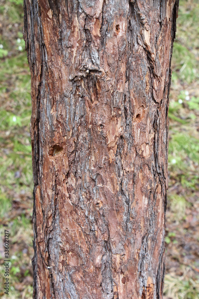 Siberian larch trunk, a natural pattern Siberian larch trunk, a natural pattern