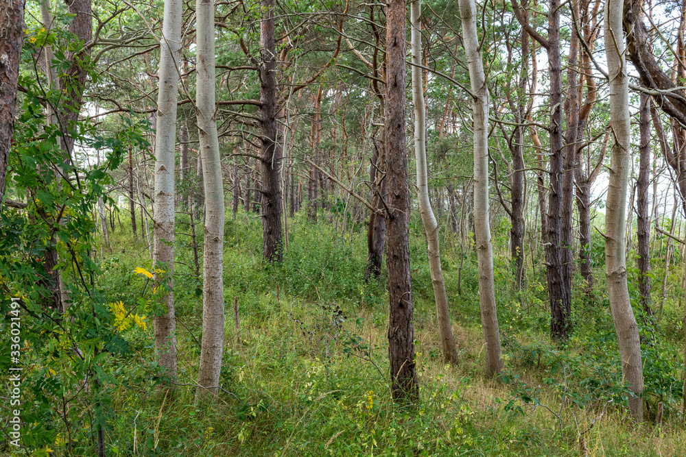 Fototapeta premium Woodland on Rügen, Germany