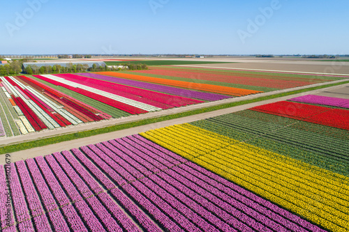 Buntes Tulpenfeld in den Niederlanden aus der Luft photo