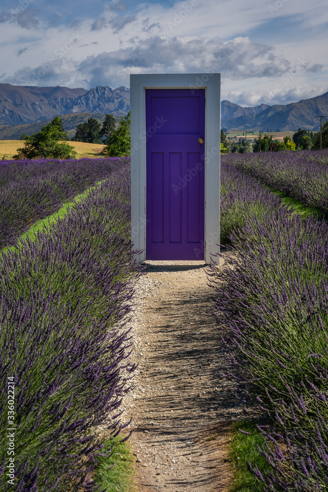 Fototapeta Wanaka Lavender farm, Wanaka, New Zealand - January 12, 2020 : The purple door on the Lavender Farm in Wanaka