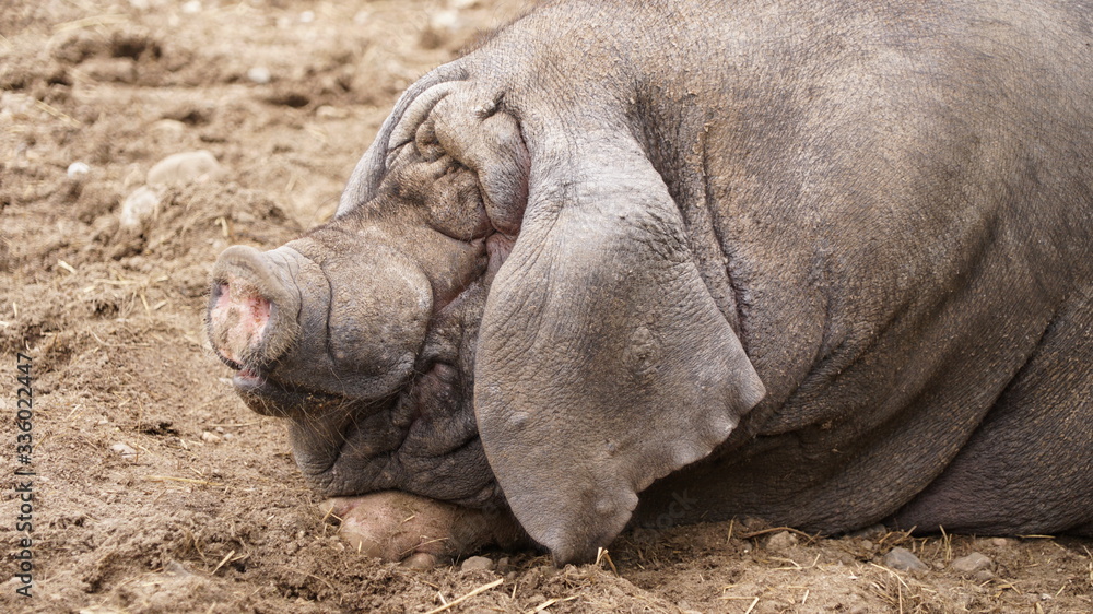 portrait of a Meishan pig (Sus scrofa domesticus) portrait of a Meishan pig (Sus scrofa domesticus)