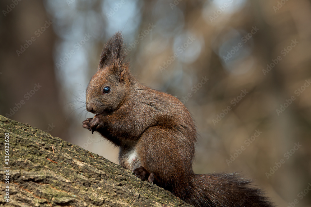 Obraz premium Cute forest squirrel sitting on a tree eating a hazelnut background