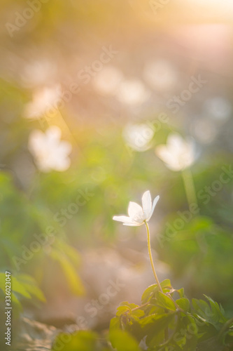 Closeup of spring anemone flowers