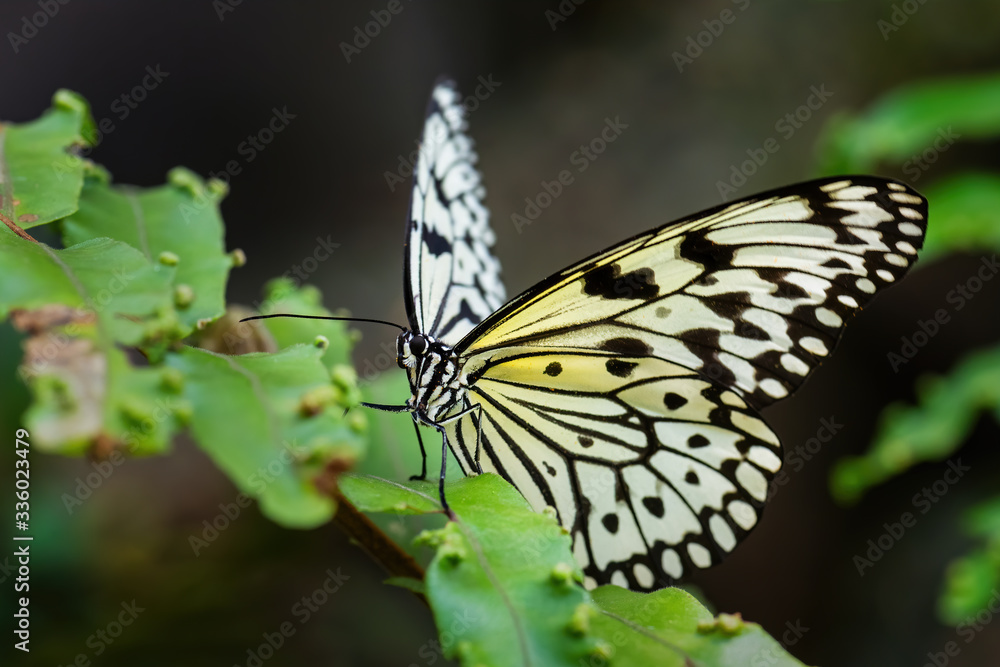 Naklejka premium Paper Kite butterfly - Idea leuconoe, beautiful large butterfly from Eastern Asian meadows and woodlands, Malaysia.