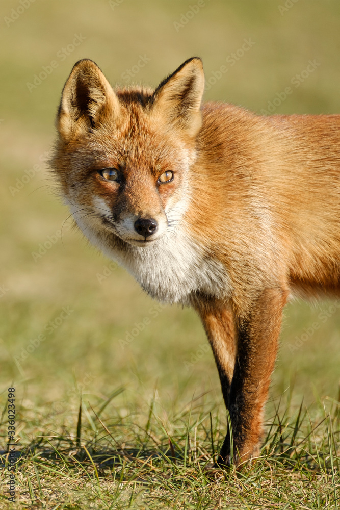 Fototapeta premium A magnificent wild Red Fox, the fox looks straight into the camera, part of anima