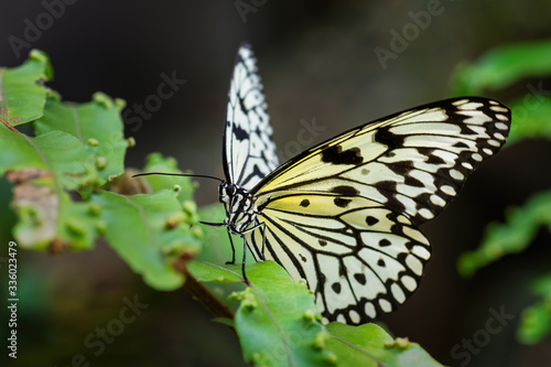 Paper Kite butterfly - Idea leuconoe, beautiful large butterfly from Eastern Asian meadows and woodlands, Malaysia.