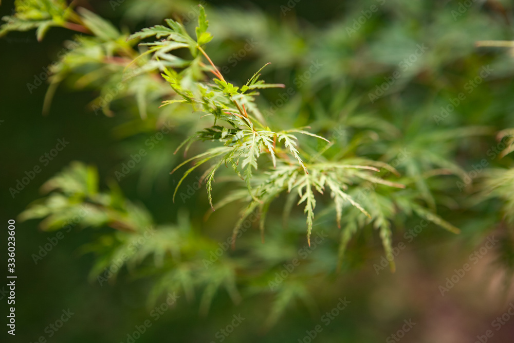 natura natura