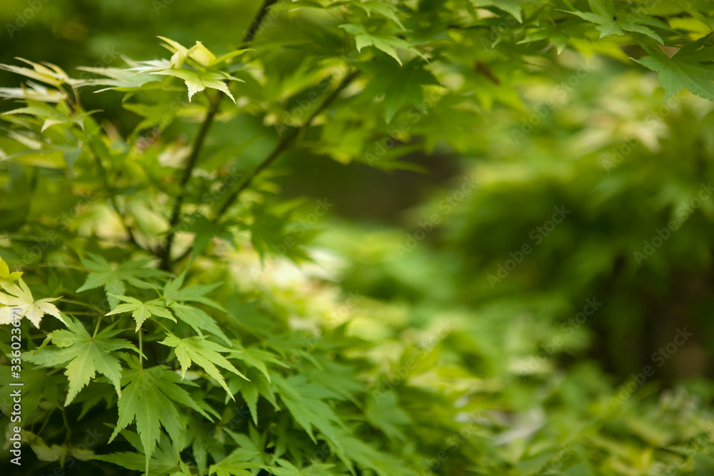 natura natura