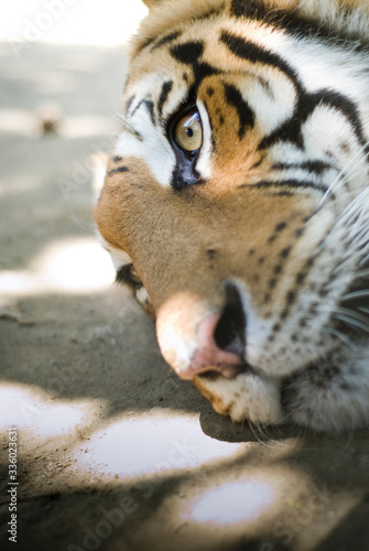 regard per  ant d un tigre en gros plan calme et heureux