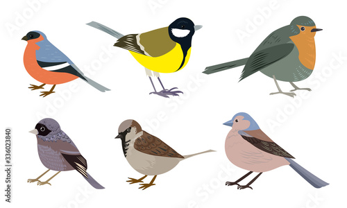 Set of Different types of small city birds vector illustration