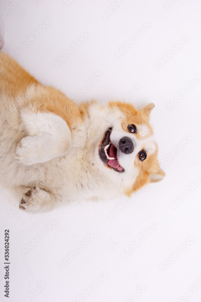 Fototapeta premium white dog lying on floor
