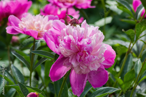 Pink flower of the peony close-up on a blurred background