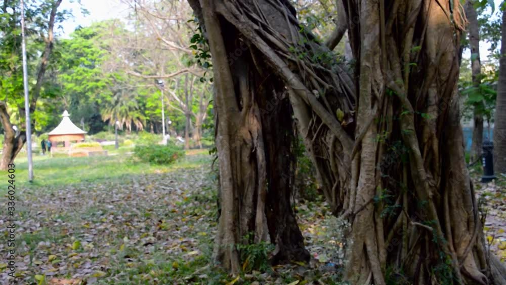 Large Banyan tree trunk in a Garden park in a natural rural area back lit by sunset sunlight in the evening time In Natural parkland background. Large Banyan tree trunk in a Garden park in a natural rural area back lit by sunset sunlight in the evening time In Natural parkland background.