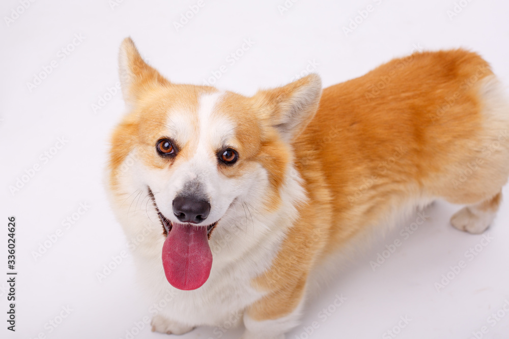 welsh corgi pembroke dog isolated on white background