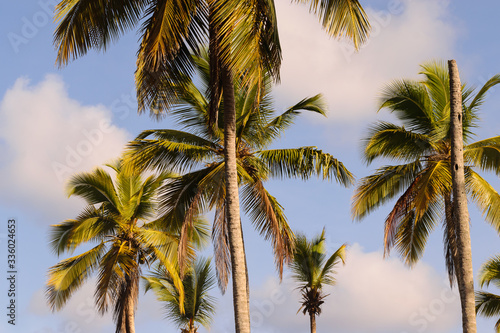 Coconut palm trees 