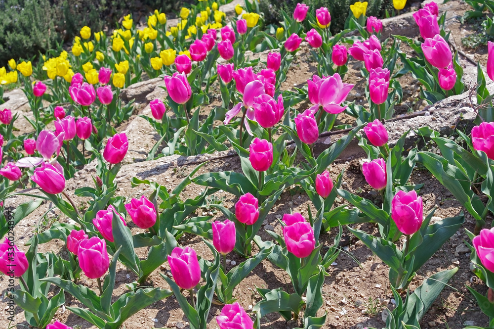 multicolored tulips on flowerbed