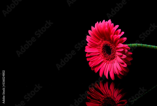 Red gerbera on a black background with reflection. Copy space.