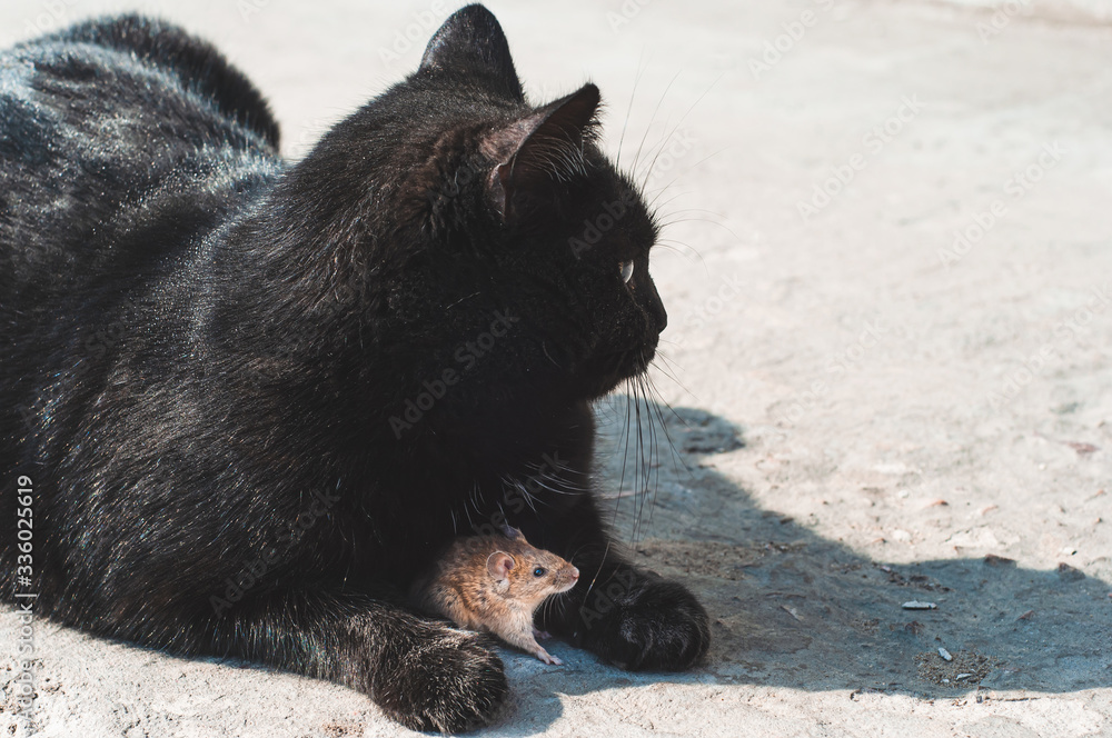Friendly relations between a cat and a small field mouse. Friendly relations between a cat and a small field mouse.