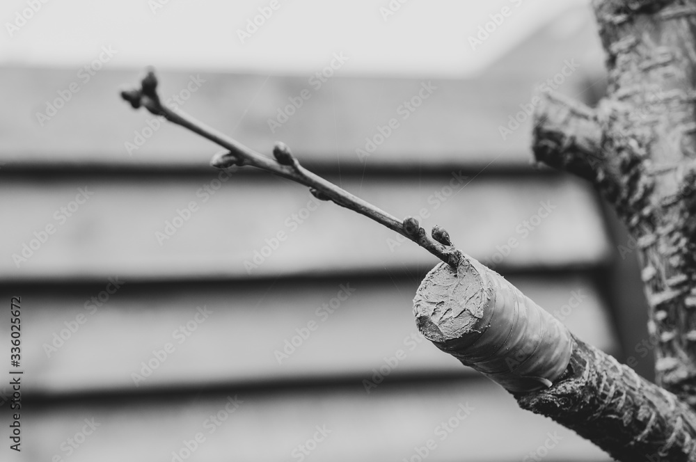 Black and white photo of a grafted branch to a tree. Black and white photo of a grafted branch to a tree.