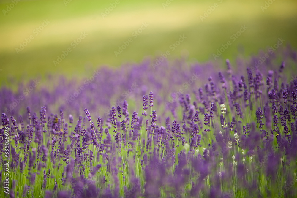 Naklejka premium natura