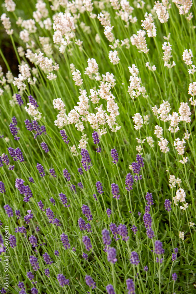 Naklejka premium natura