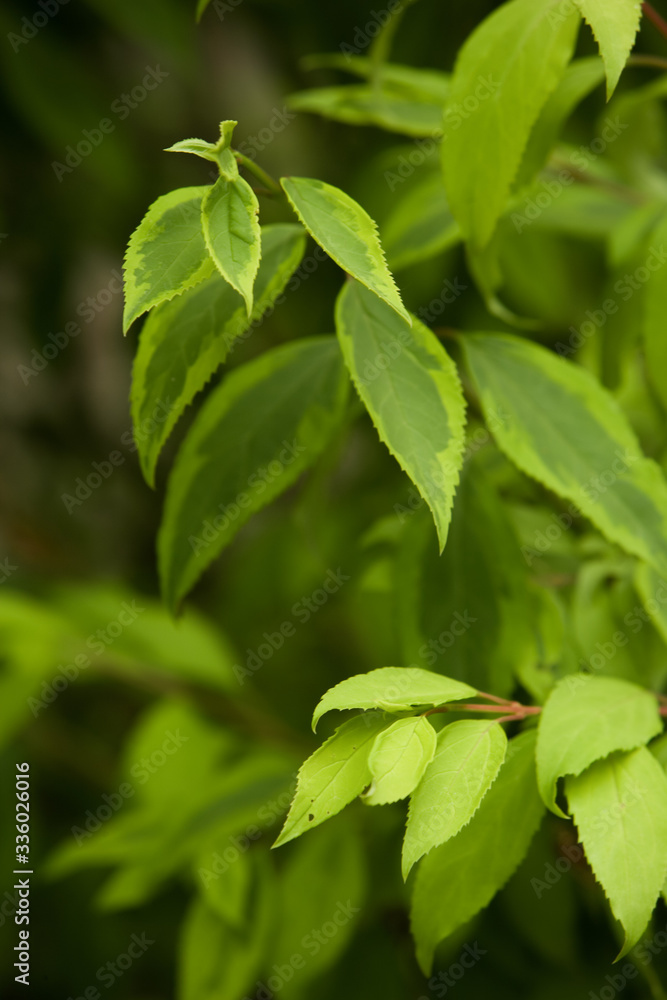 natura natura