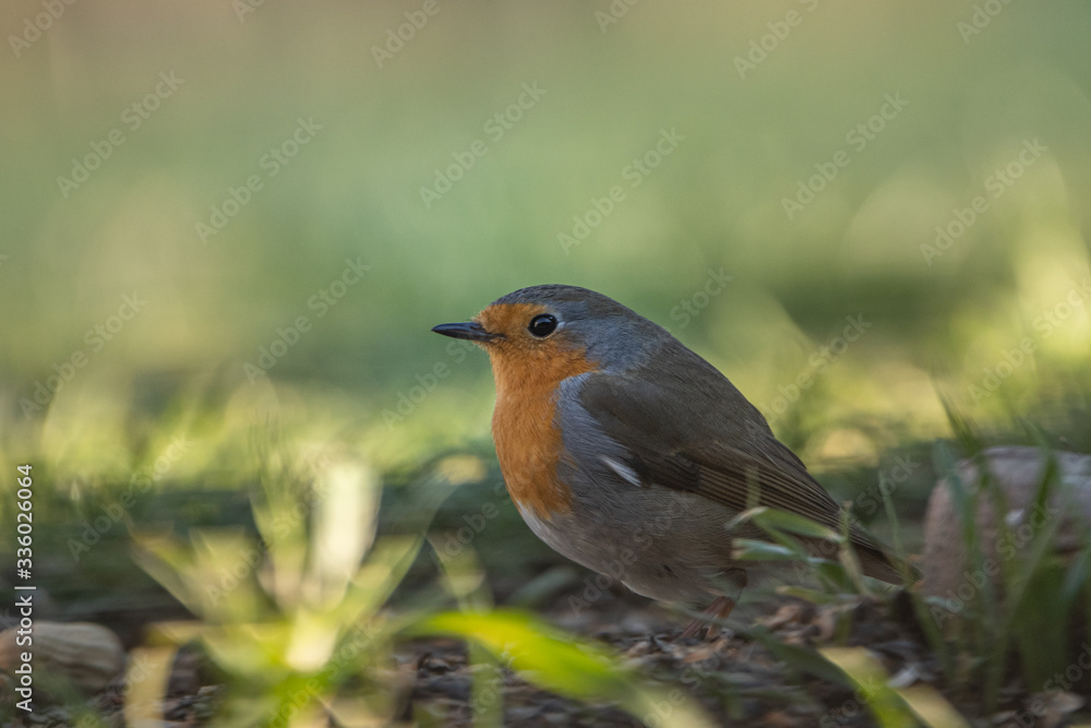 Rotkehlchen Rotkehlchen