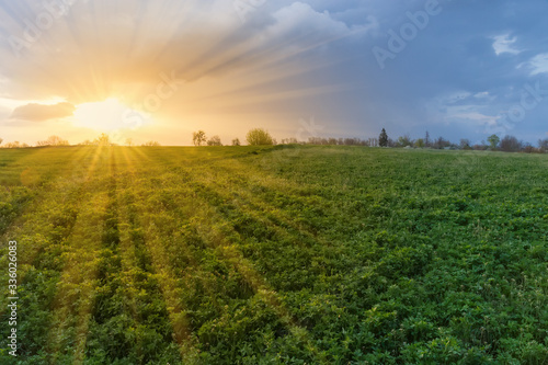 Sunset over the field of the young alfalfa in springtime