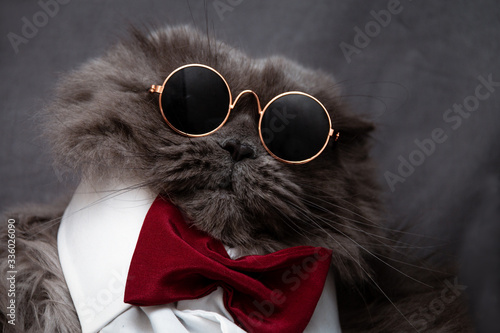 Close-up of a funny british cat in a white shirt with a red bow-tie in round glasses. The concept of fashionable cats.