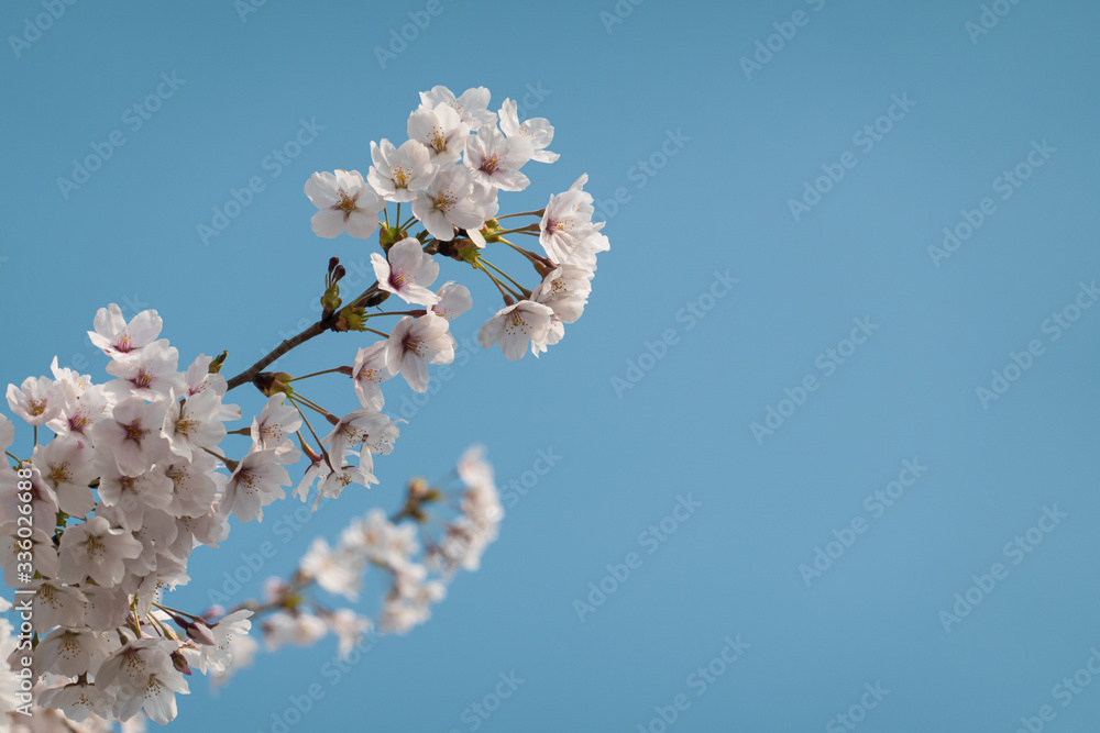 Beautiful cherry blossom sakura in spring time over blue sky. Beautiful cherry blossom sakura in spring time over blue sky.