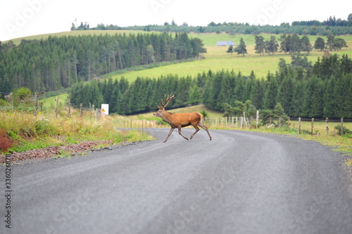 cerf qui traverse une route
