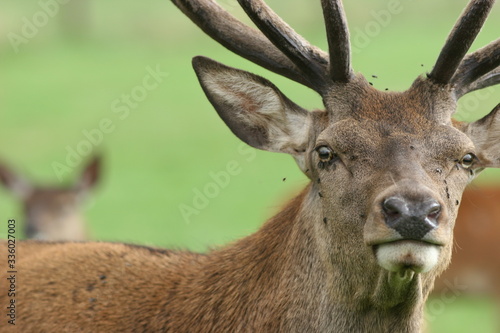 cerf