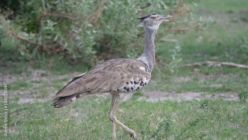 Kori bustard the largest flying bird © TravelTelly