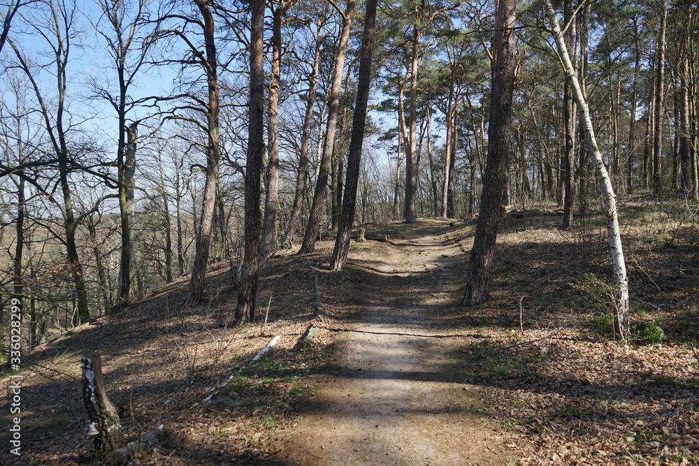 Waldweg, Sonnenschein, blauer Himmel Waldweg, Sonnenschein, blauer Himmel