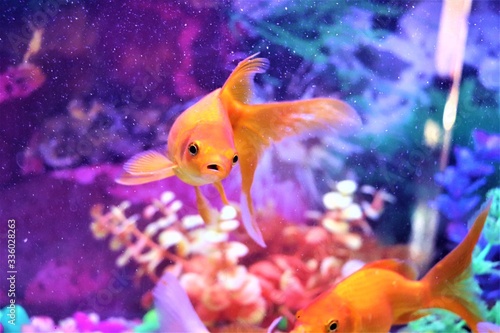 THE ORANGE - YELLOW GOLDFISH IN A AQUARIUM WITH WATER BLURRED AND GOLDFISH TO BE IN  FOCUS.