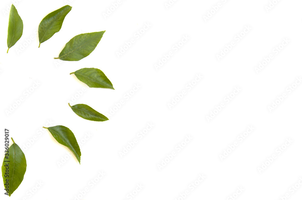 small leaves in the form of a semicircle on a white background.