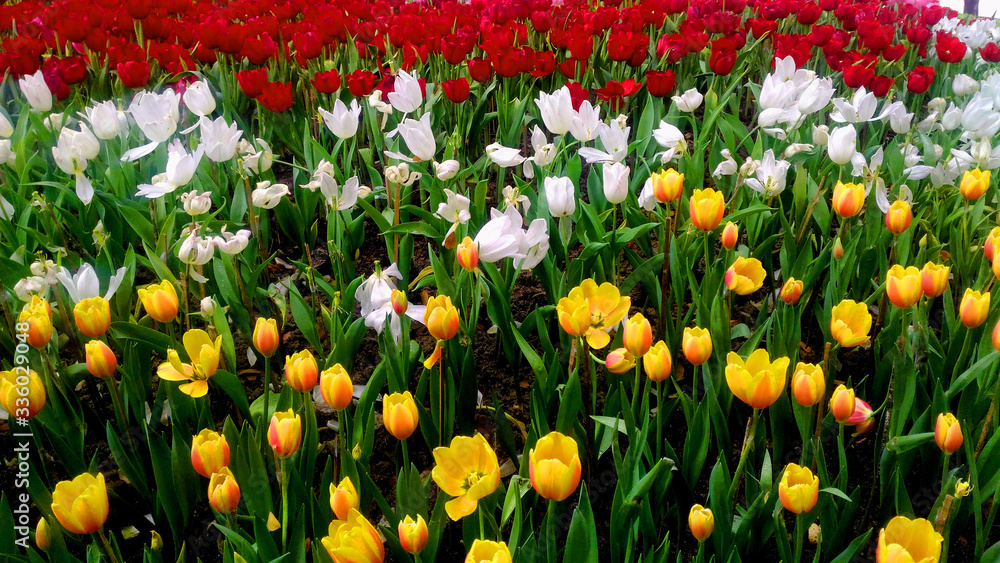 Closeup and crop colorful tulips in garden. A beautiful of flowers