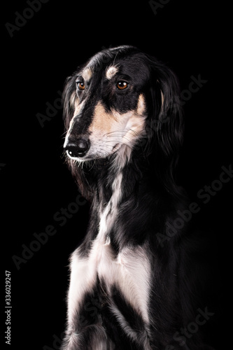 Saluki