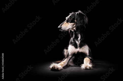 Saluki